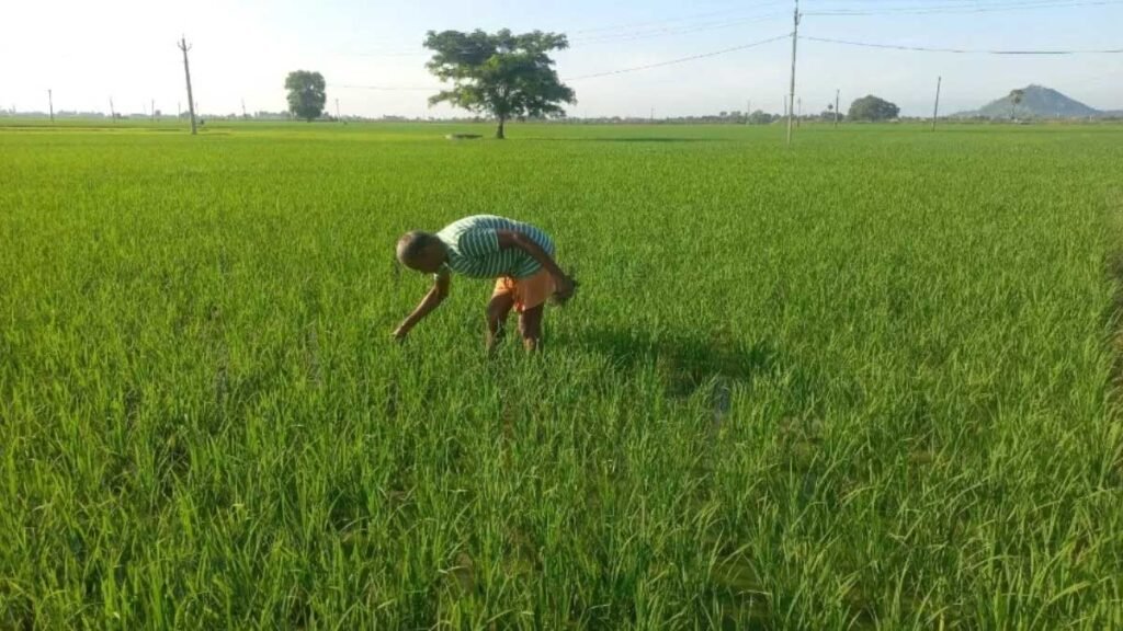 रबी की फसलों पर पड़ सकता है असर