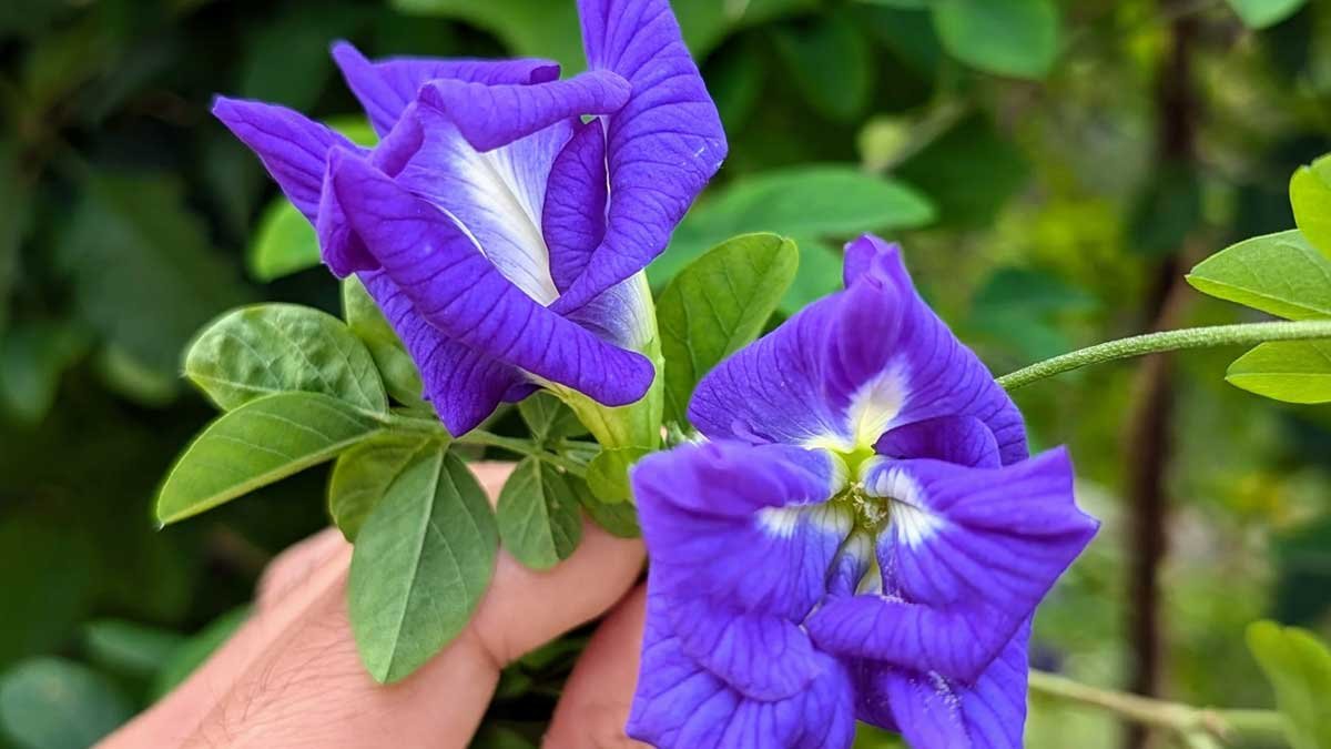 अपराजिता के नीले फूल और आयुर्वेदिक उपयोग
